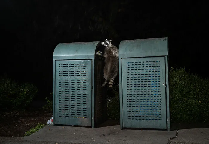 This Photographer Captured Wild Animals Strolling Through Residential Neighborhoods In The United States (27 Pics)