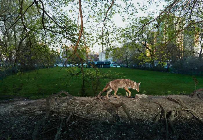 This Photographer Captured Wild Animals Strolling Through Residential Neighborhoods In The United States (27 Pics)