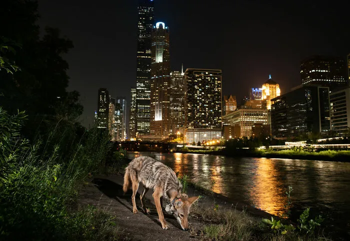 This Photographer Captured Wild Animals Strolling Through Residential Neighborhoods In The United States (27 Pics)