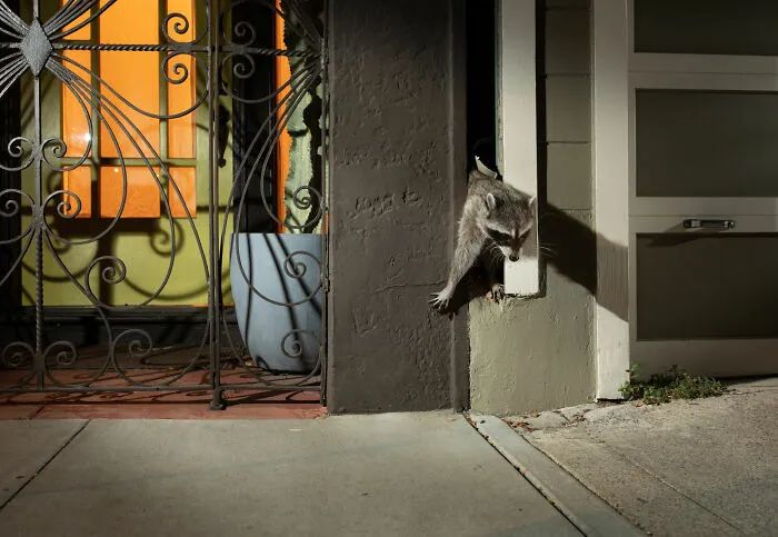 This Photographer Captured Wild Animals Strolling Through Residential Neighborhoods In The United States (27 Pics)
