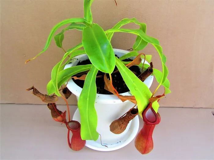 Pitcher Plants Provide An Echo Chamber For Bats
