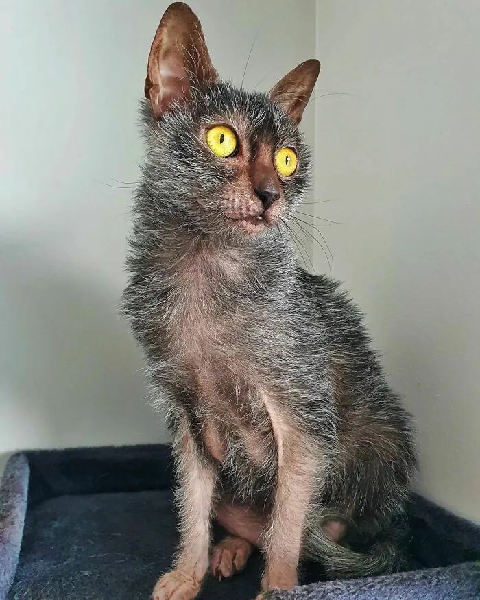 Lykoi