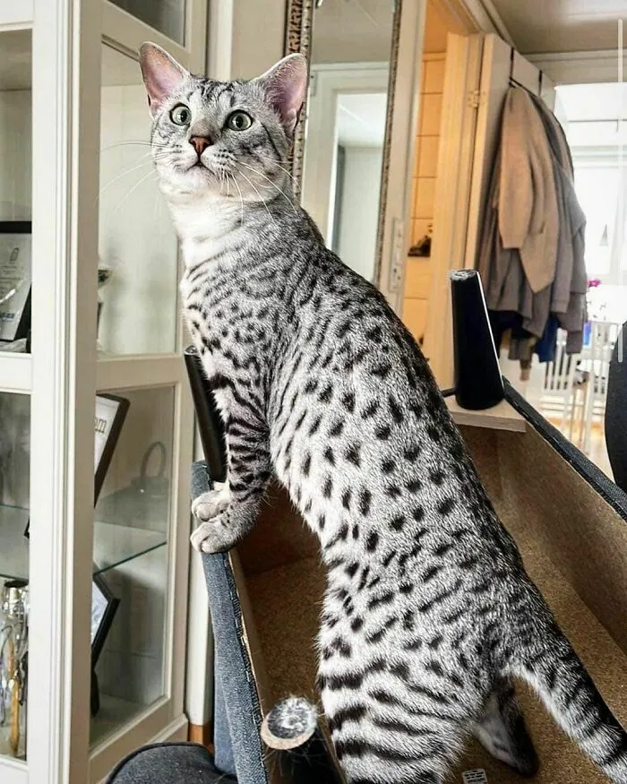 Egyptian Mau