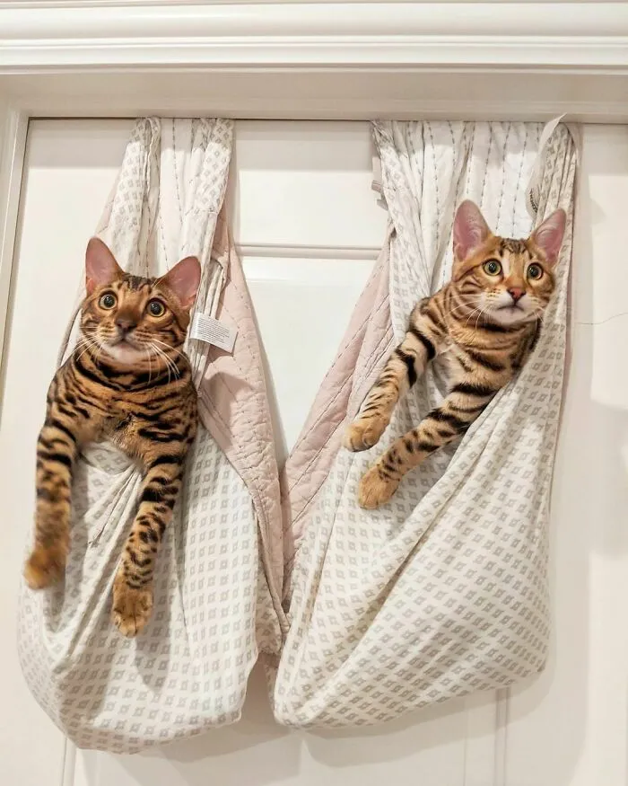 Bengal