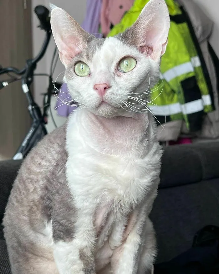 Devon Rex