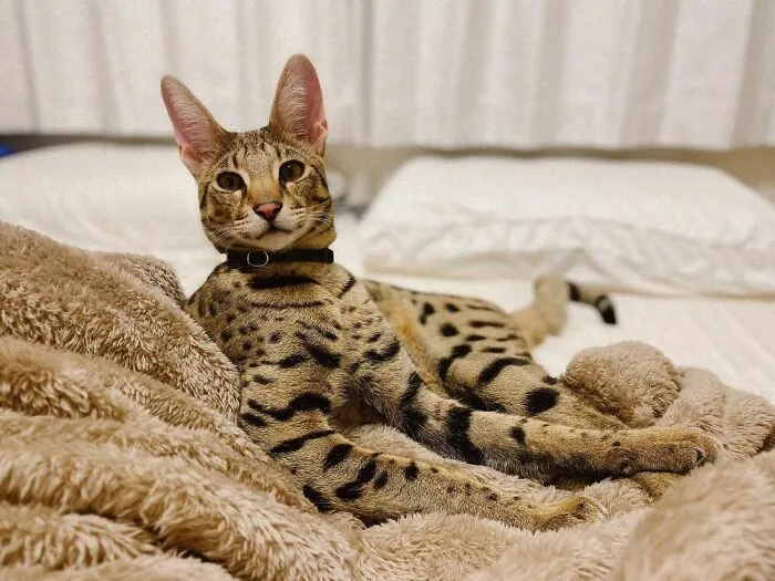 Savannah