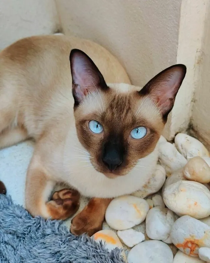 Siamese