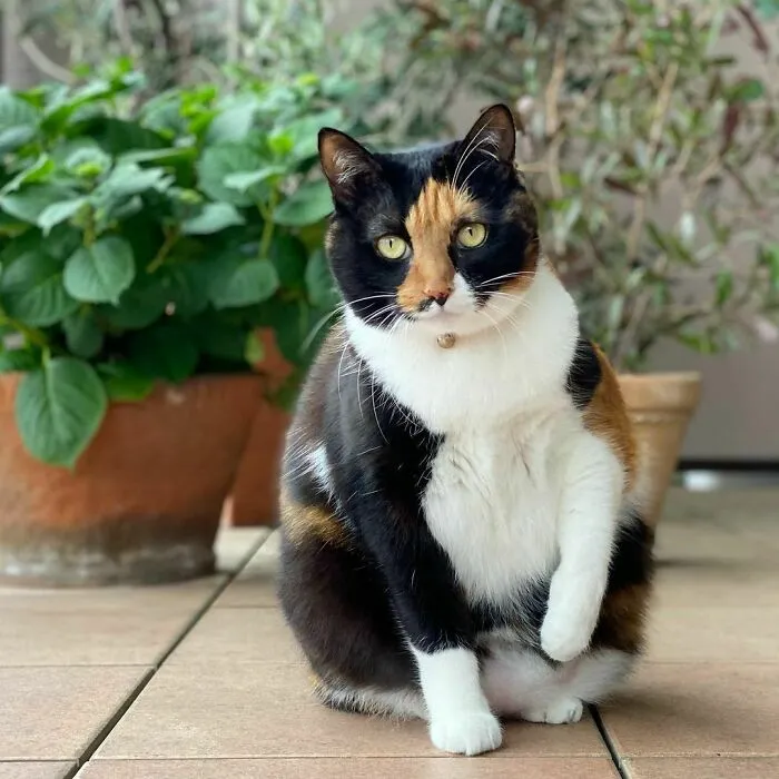 Japanese Bobtail