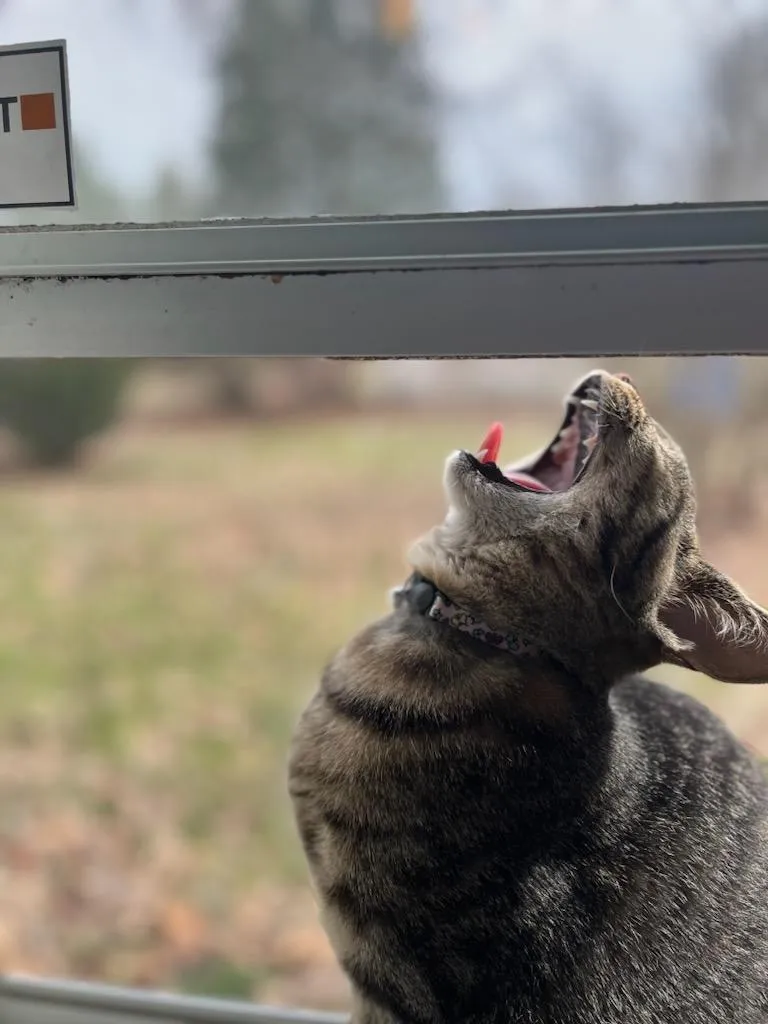Crazy Felines...