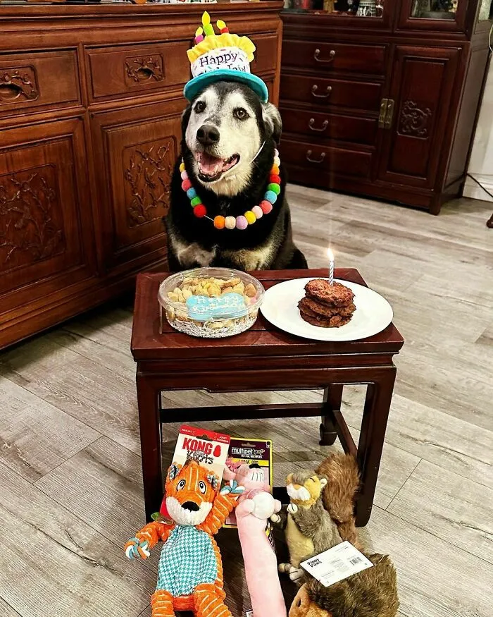 Black dog celebrates his birthday