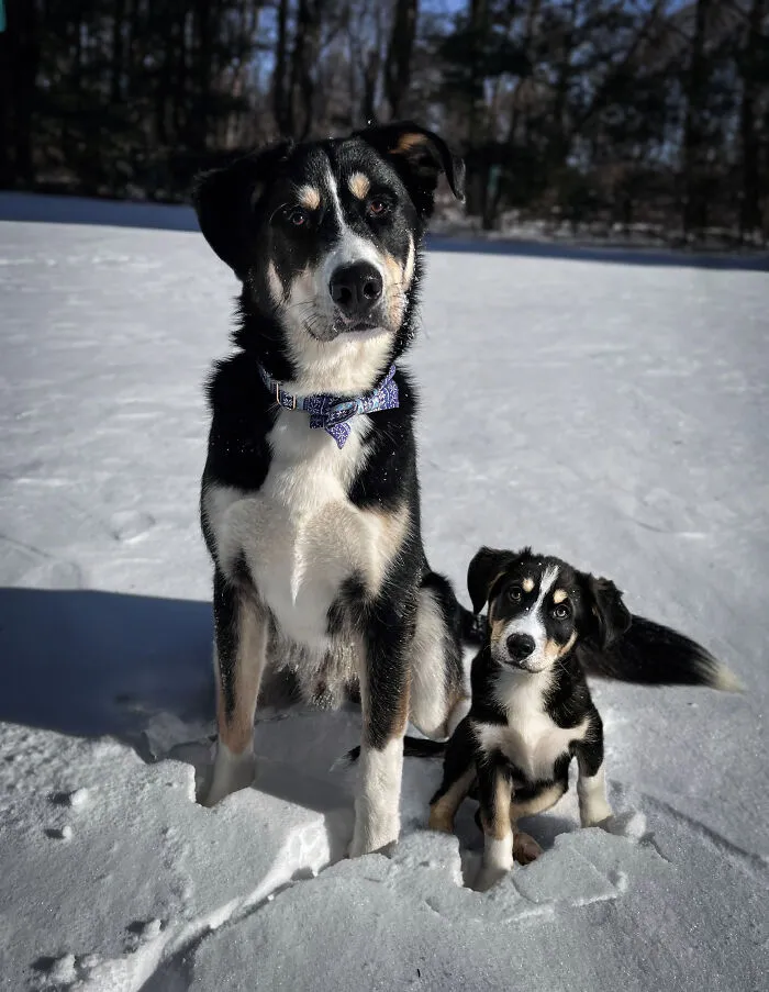 40 Pictures Showing Growth Comparison Of Dogs As Puppies And As Adults In These Combined Photos That I Made
