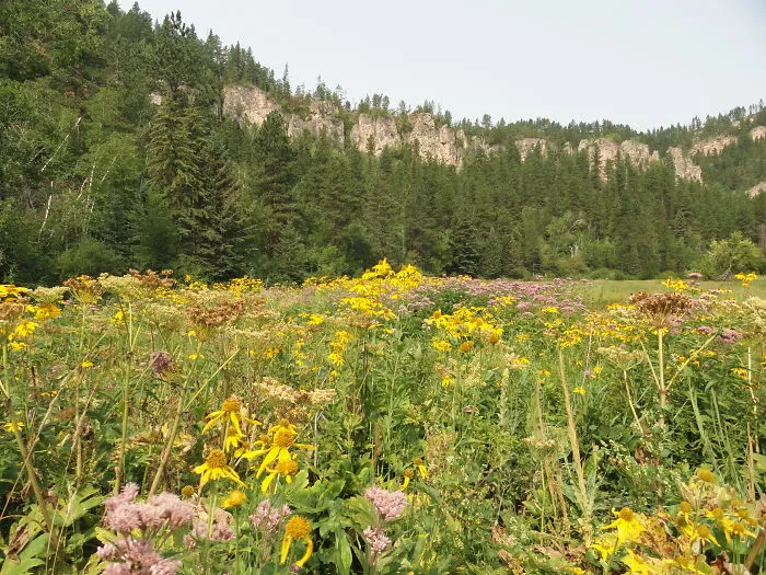Spearfish Canyon Nature Area, South Dakota, Us.  I Work Here In The Summers