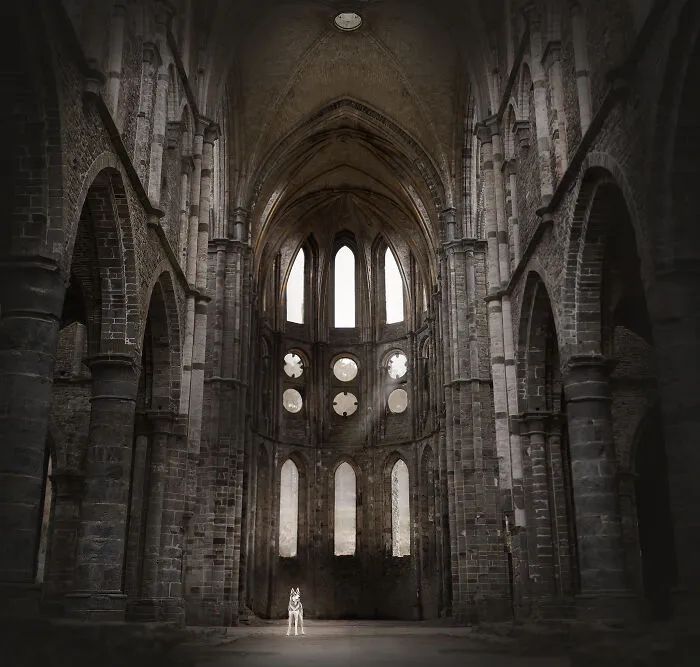 During A Trip To Belgium, I Photographed Dogs In An Old Abbey  (7 Pics)