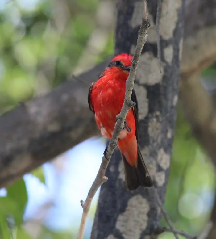 Taken In Lima Peru. Don't Know The Bird's Name