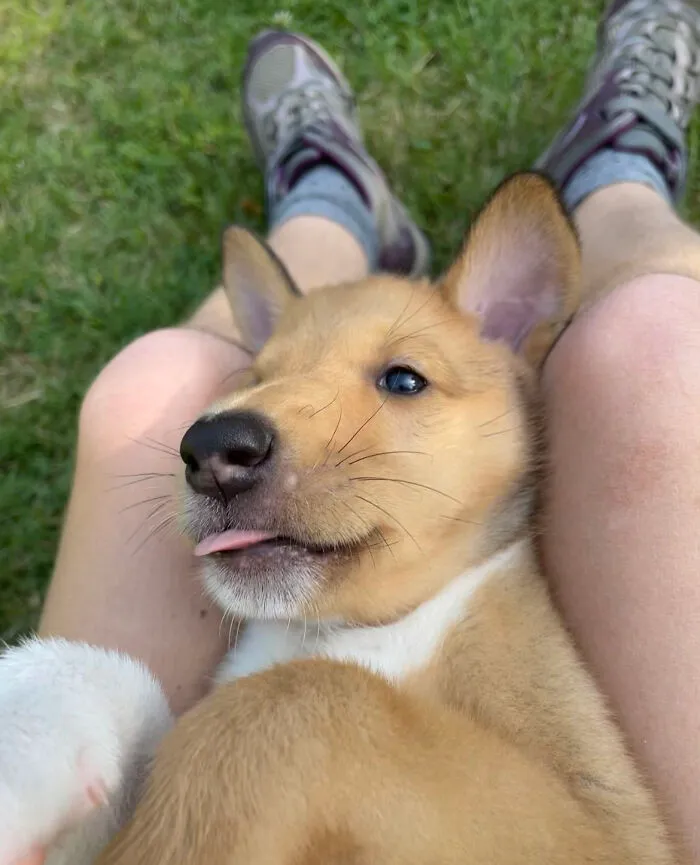 More Of A Mlem Than A Blep But Pupper