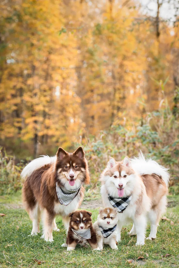 40 Pictures Showing Growth Comparison Of Dogs As Puppies And As Adults In These Combined Photos That I Made