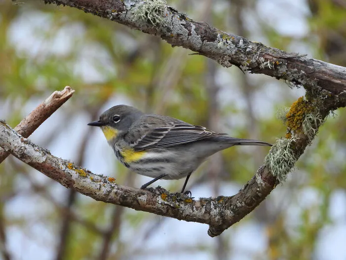 Warbler
