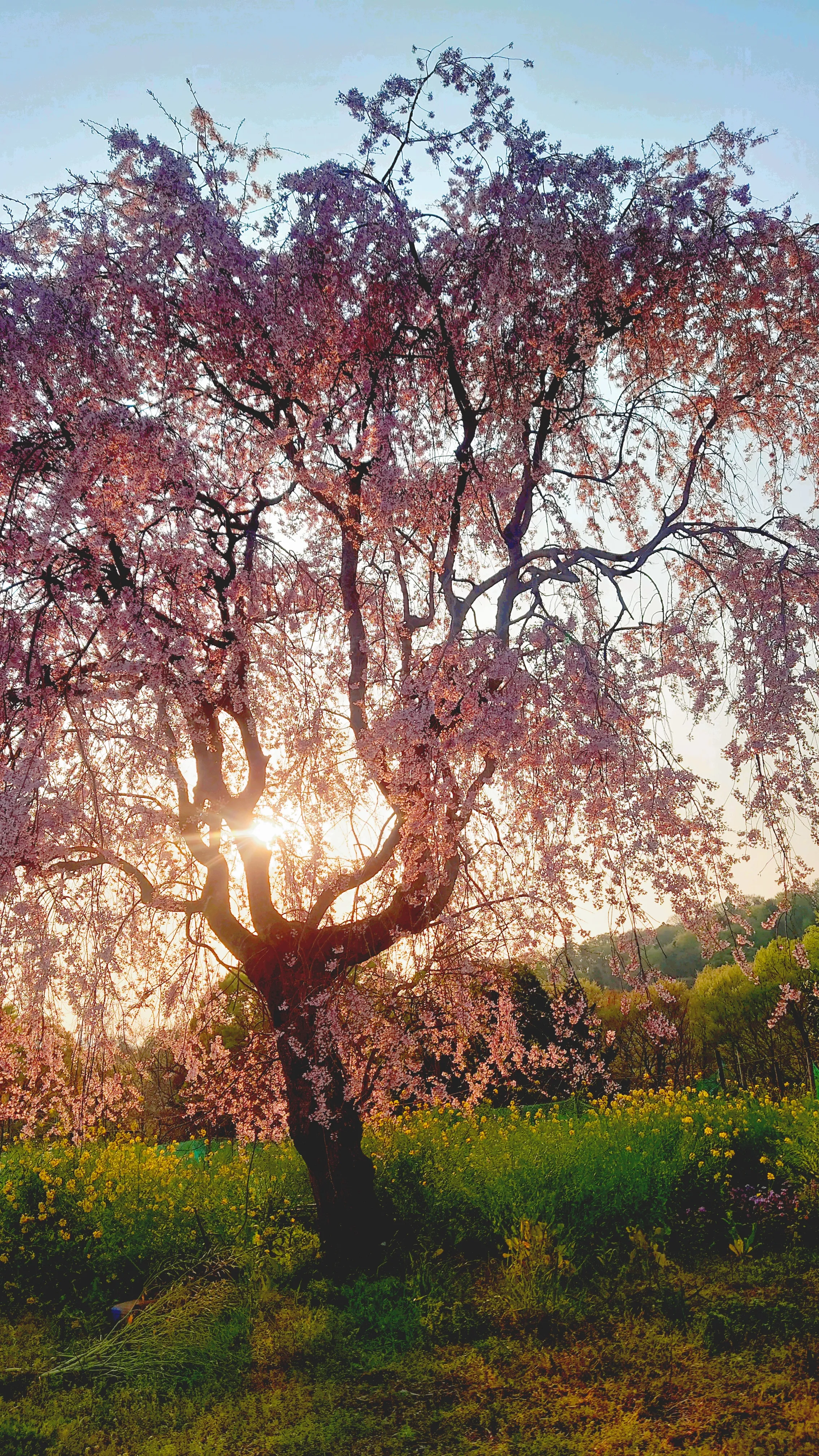 Could I Send You A Picture Of Cherry Blossoms From Japan?