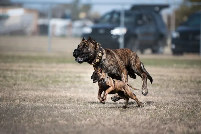 40 Pictures Showing Growth Comparison Of Dogs As Puppies And As Adults In These Combined Photos That I Made