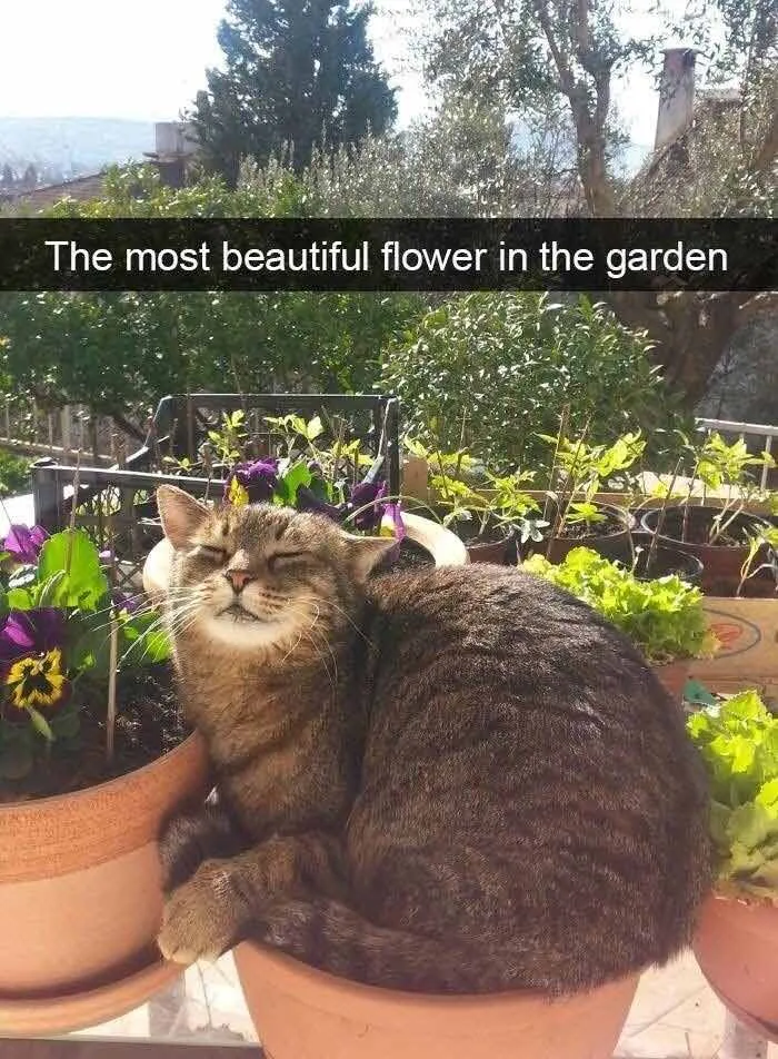 43 Funny Animal Memes, As Shared By This Facebook Page