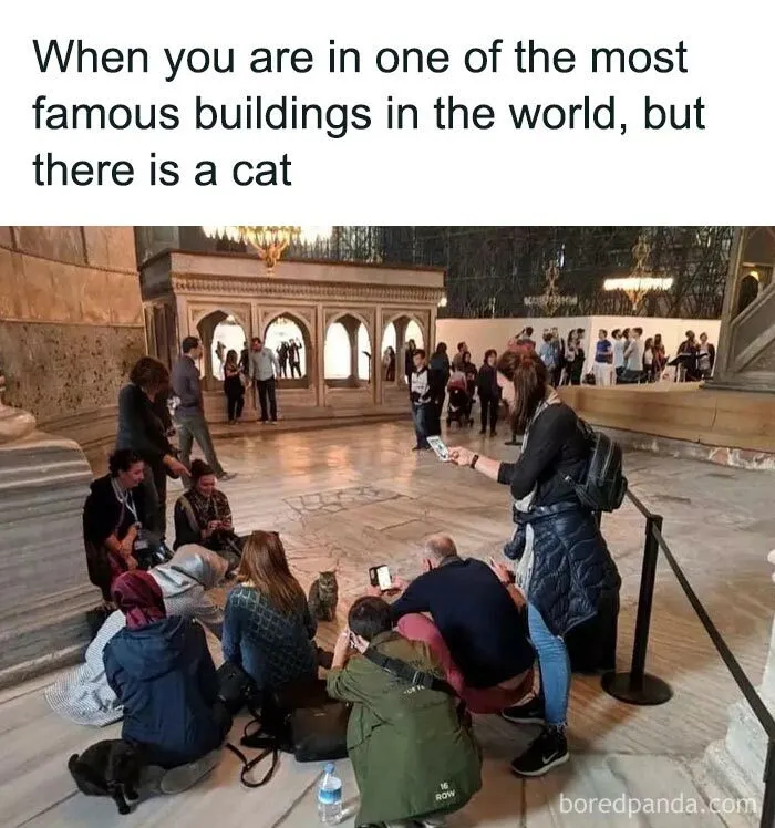 43 Funny Animal Memes, As Shared By This Facebook Page