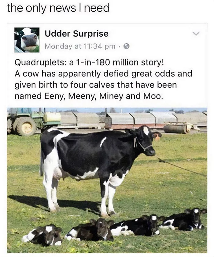 43 Funny Animal Memes, As Shared By This Facebook Page