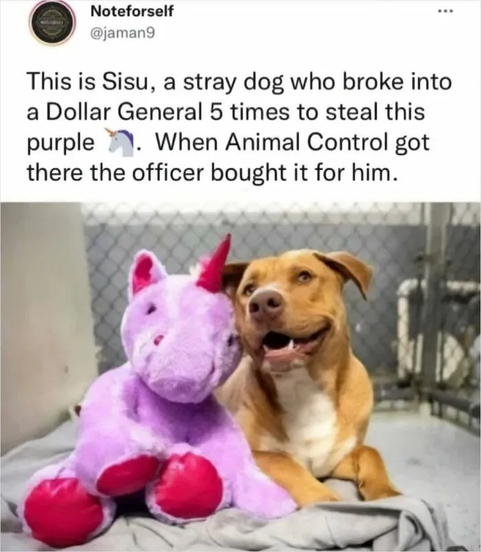 43 Funny Animal Memes, As Shared By This Facebook Page