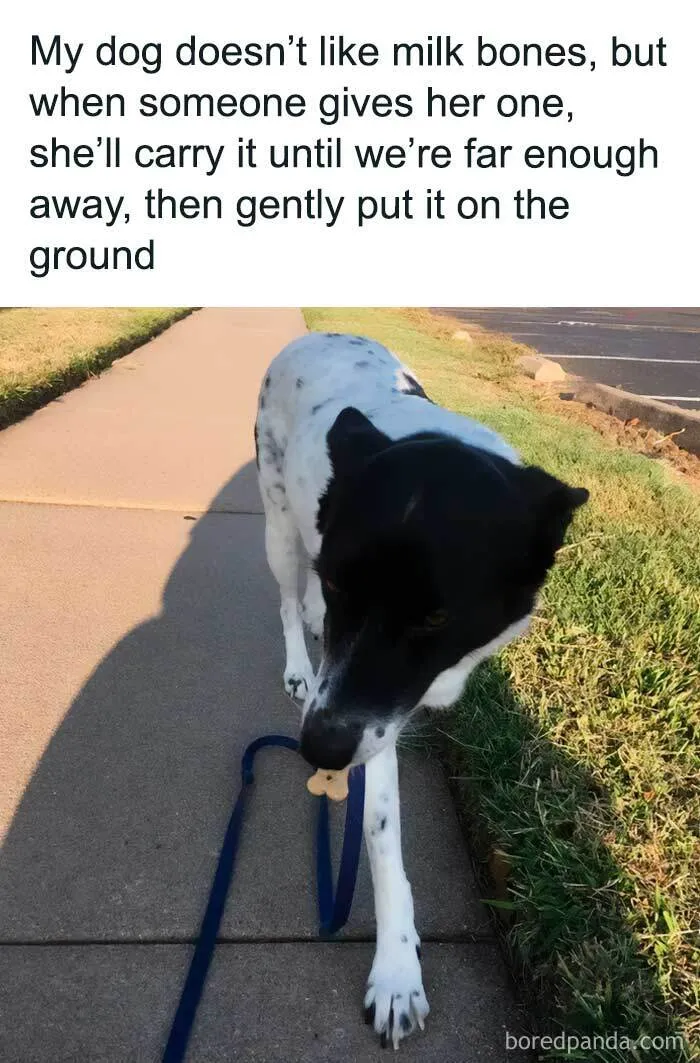 43 Funny Animal Memes, As Shared By This Facebook Page