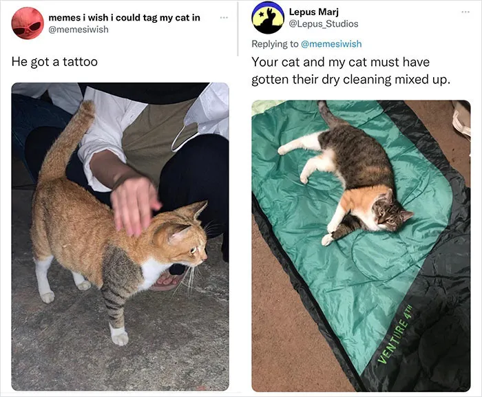 43 Funny Animal Memes, As Shared By This Facebook Page