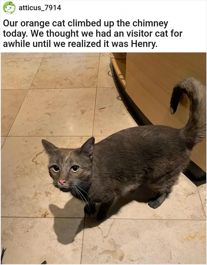43 Funny Animal Memes, As Shared By This Facebook Page