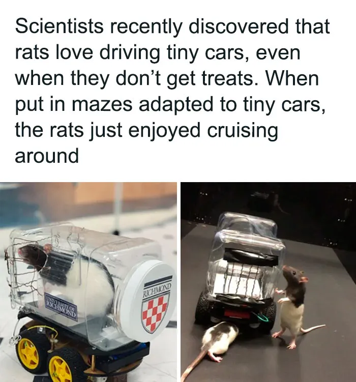 43 Funny Animal Memes, As Shared By This Facebook Page