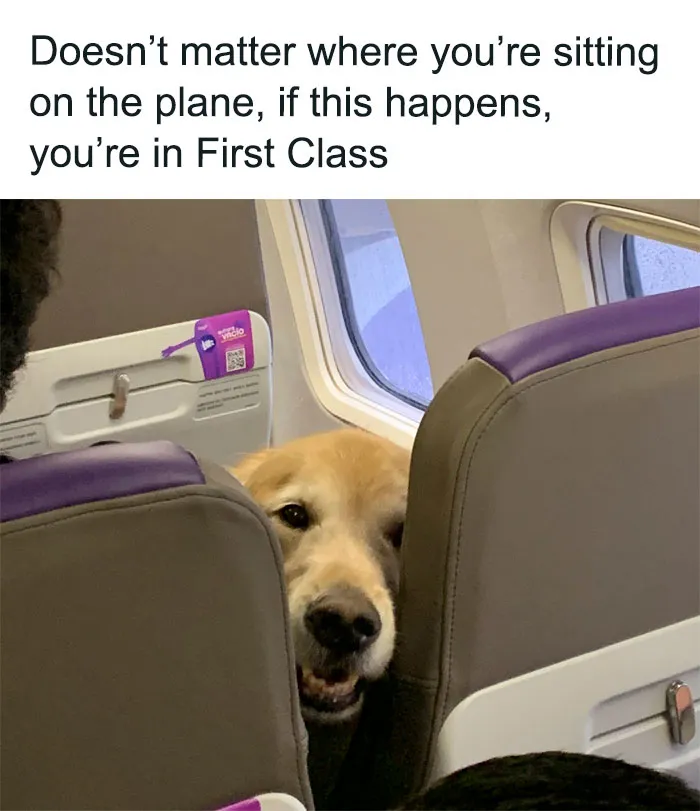 43 Funny Animal Memes, As Shared By This Facebook Page