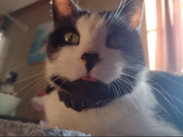 Hey Pandas, Post A Picture Of Your Cat!