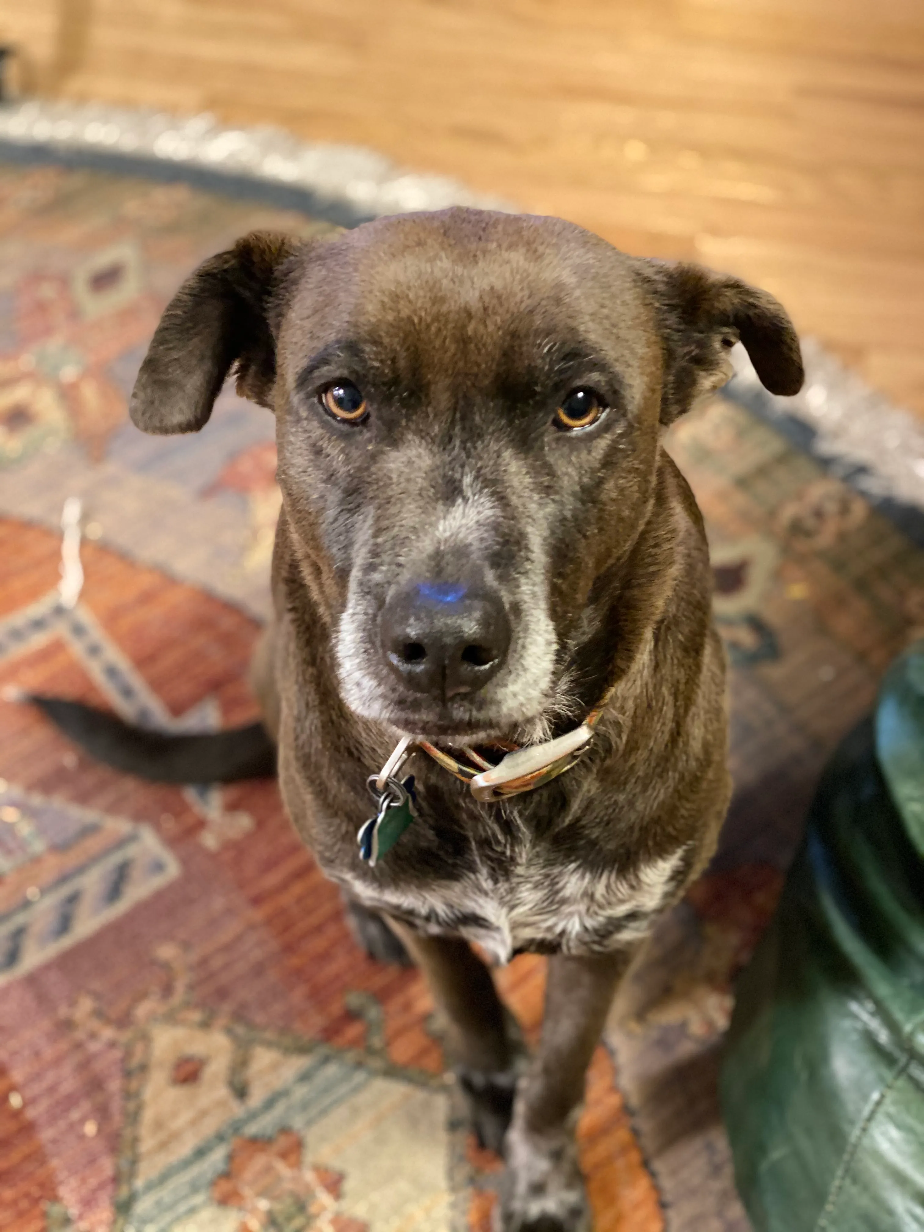 Hey Pandas, Post Your Favorite Photo Of Your Pet!
