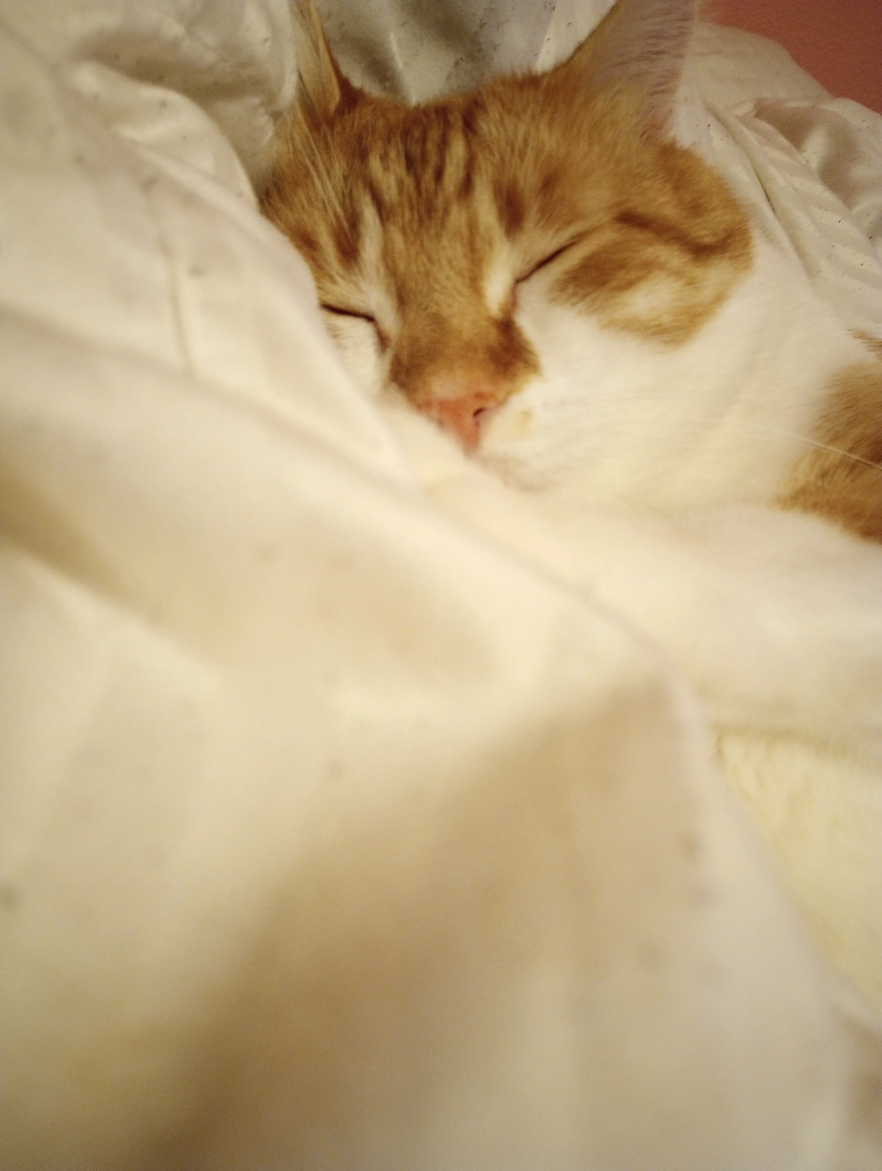 Hey Pandas! Show Me The Most Beautiful Picture Of Your Pet!