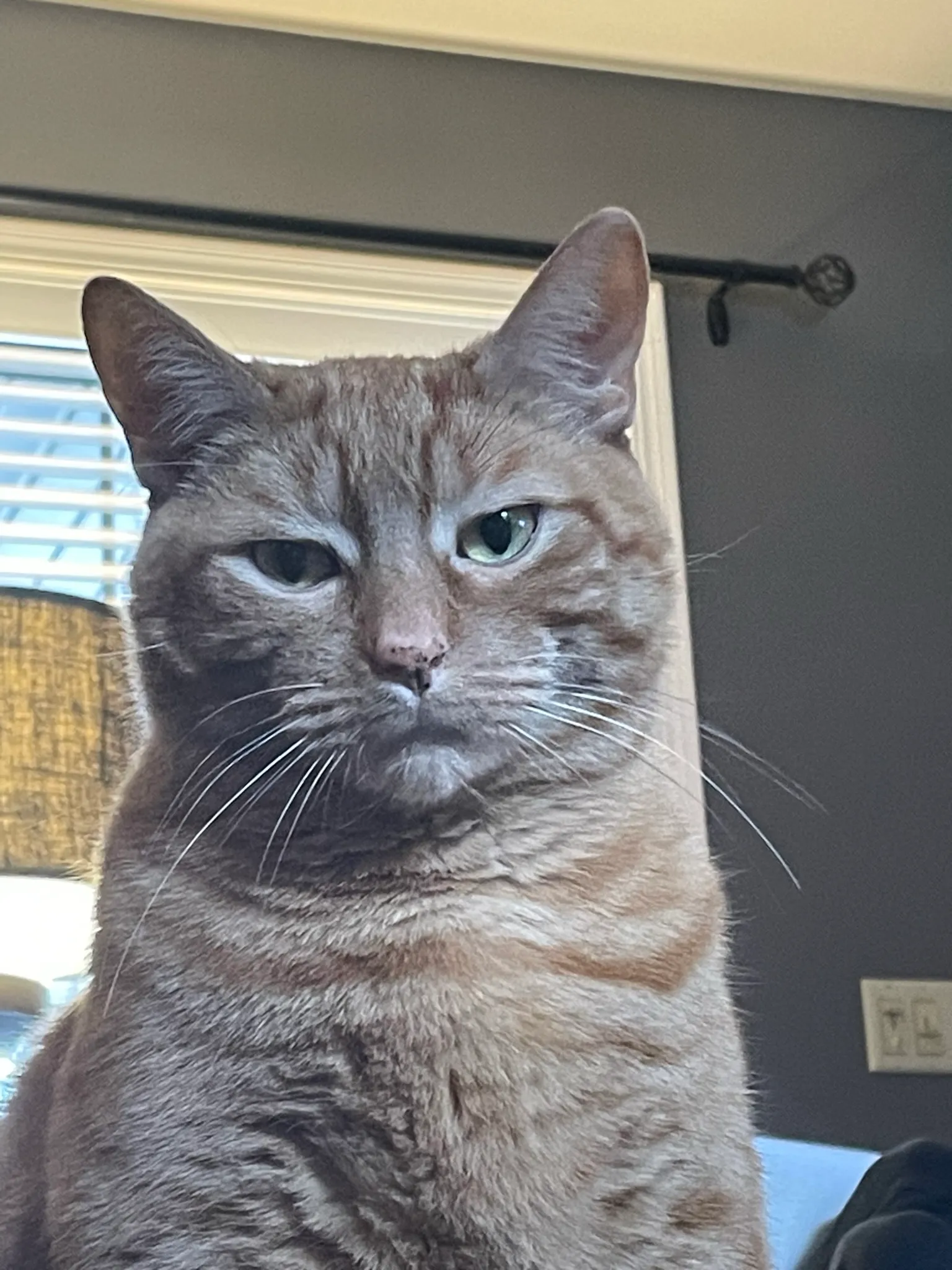 Hey Pandas, Post The Most Hilarious Picture Of Your Pet!