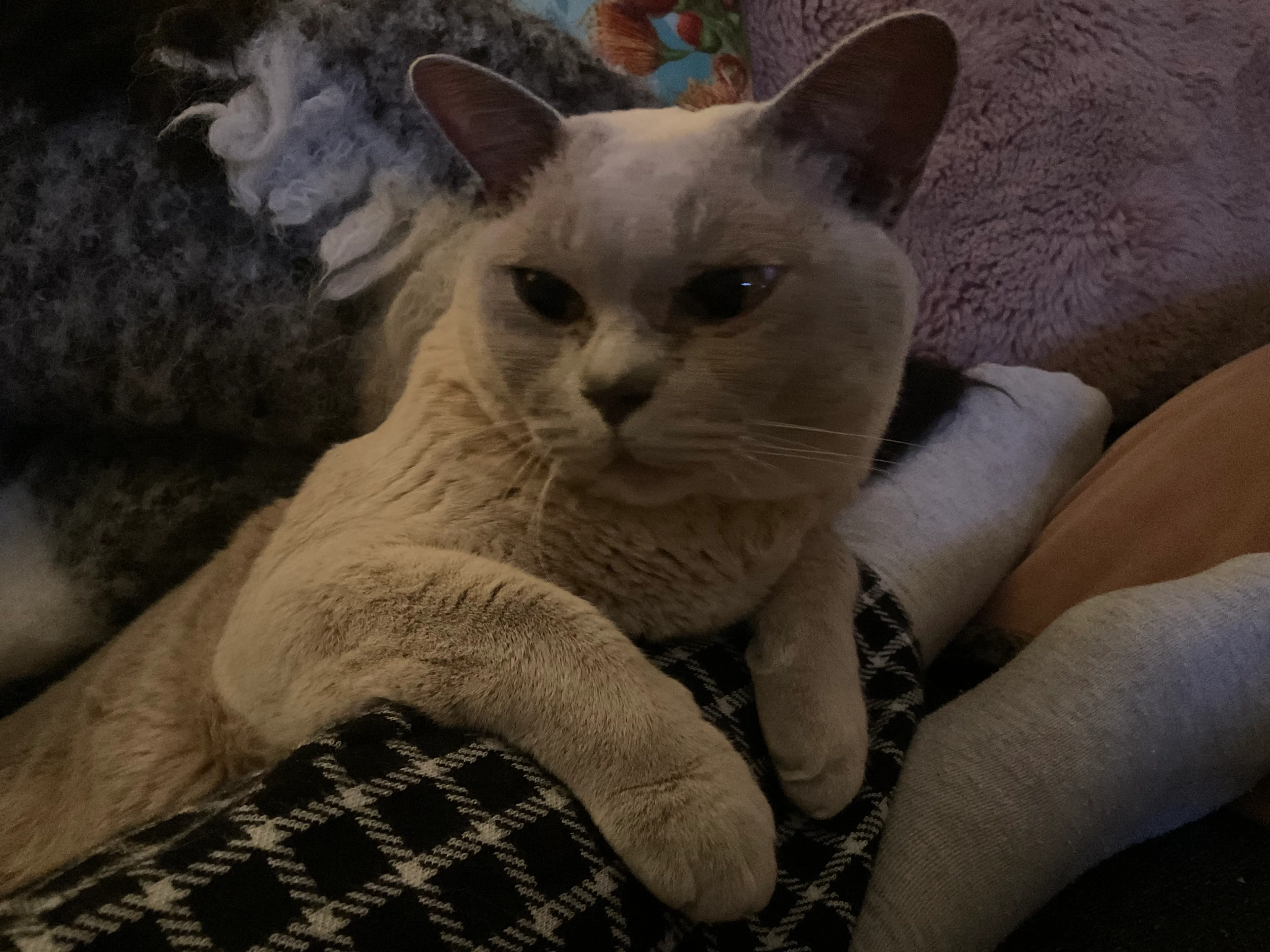 Hey Pandas, Post Your Pet And We Will Try To Guess Its Name!