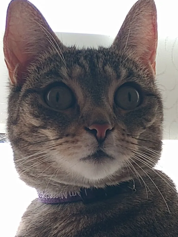 My Nans Cat Cleo Looking At Everyone She Wants To Kill And/ Or Mame