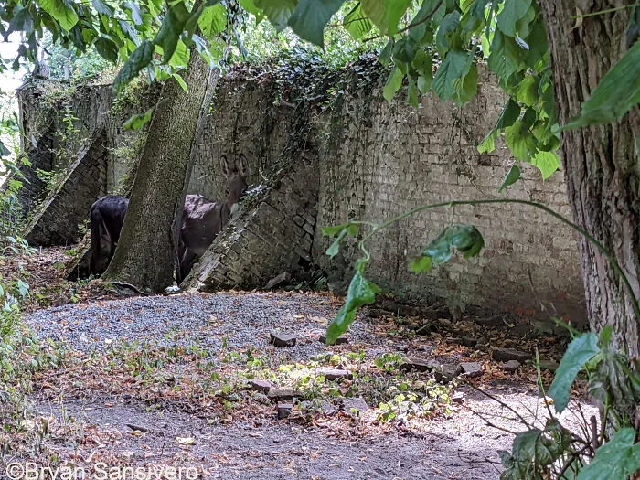 Emaciated Donkeys
