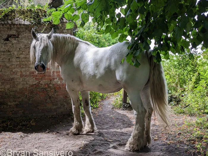 A Neglected Horse