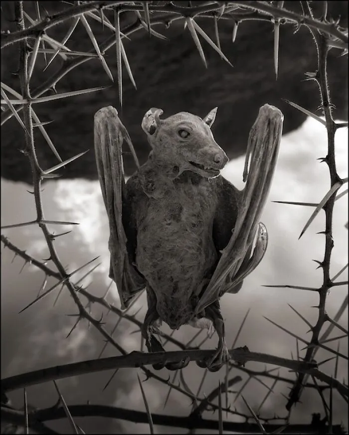 I Stayed 24 Hours By The Lake Of Dead In Tanzania And Captured Its Beauty As Well As Animals Turned To Stone (7 Pics)