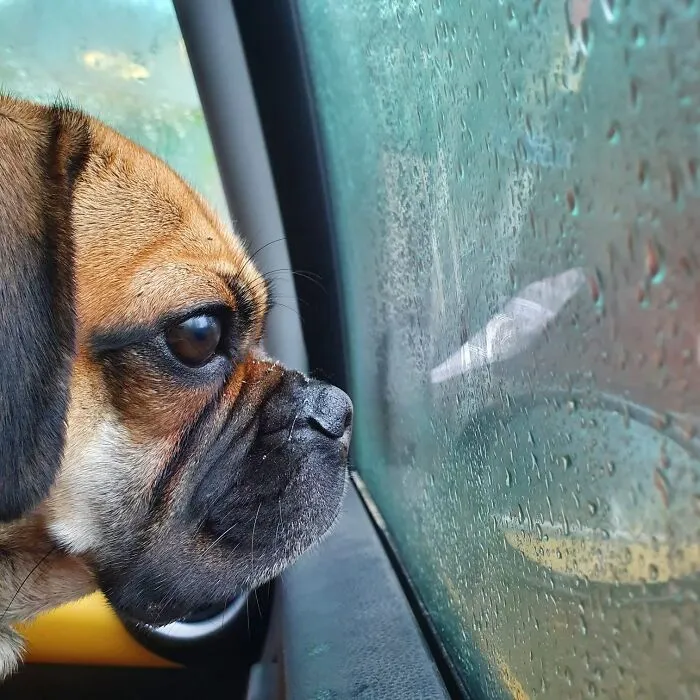 Laka And Rain