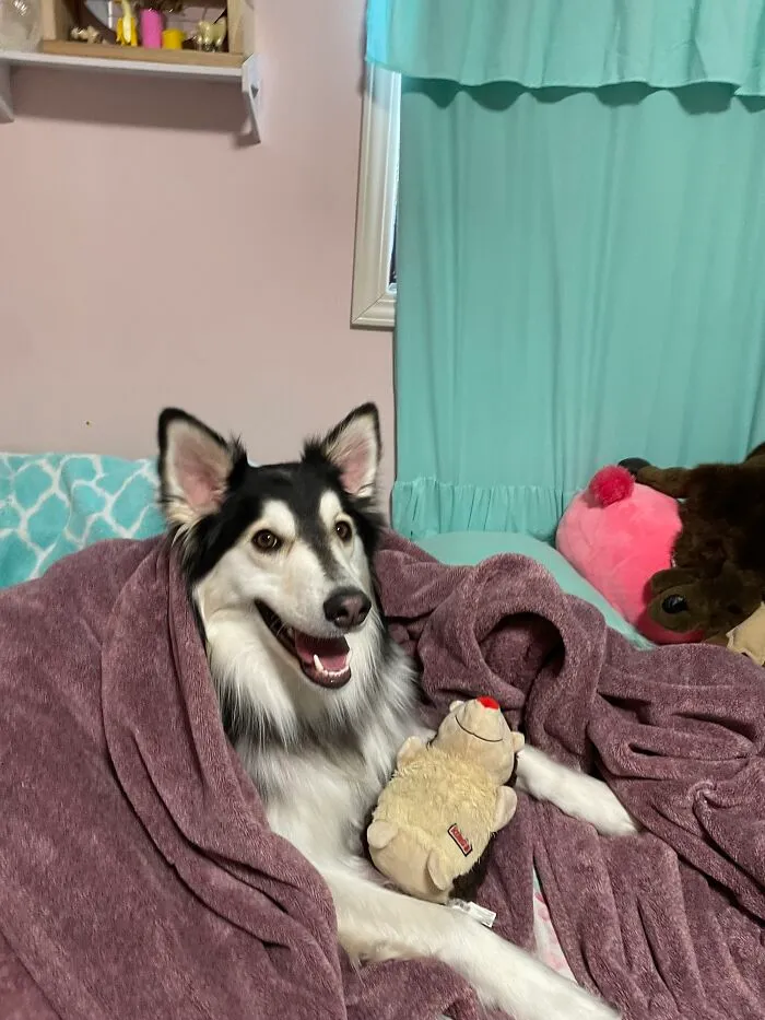 This Is Kodiak (We Just Call Him Kodi)