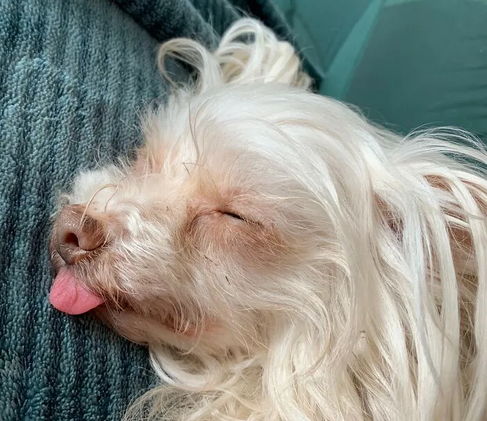 Buphi Doodle Sleeping (Nov 1009 To Dec 2022)