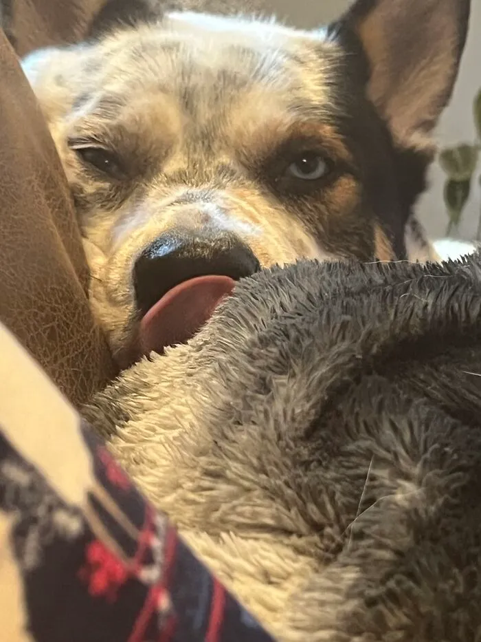 Say Hi To My Puppy