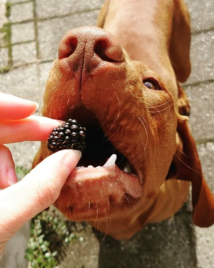 Num Num Num