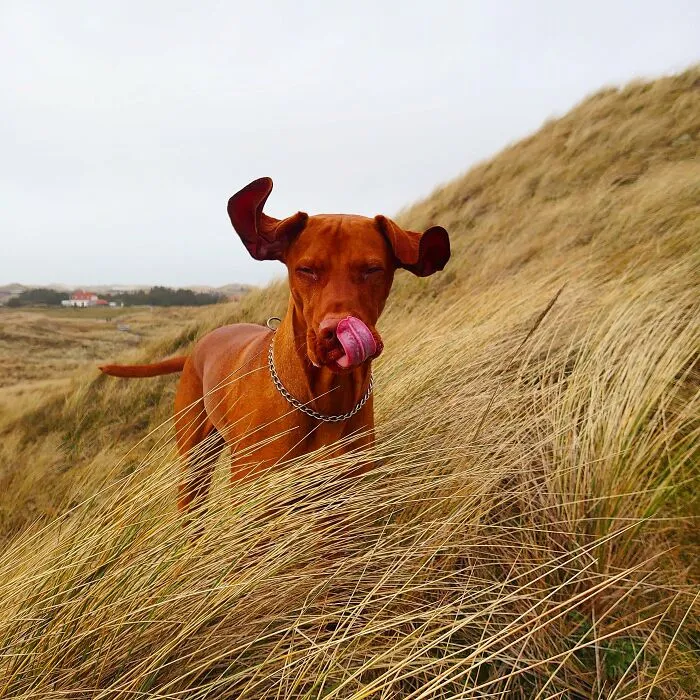 Windy Weather