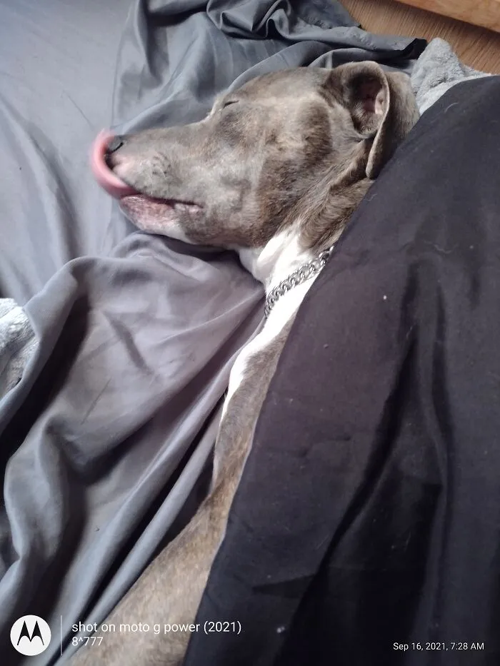 He Was Probably Dreaming About Having An Ice Cream Cone