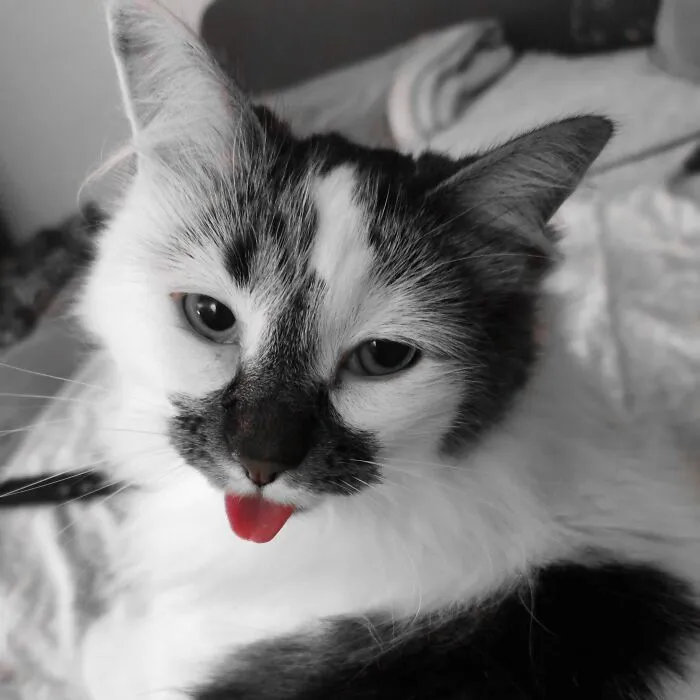 Black And White And Red