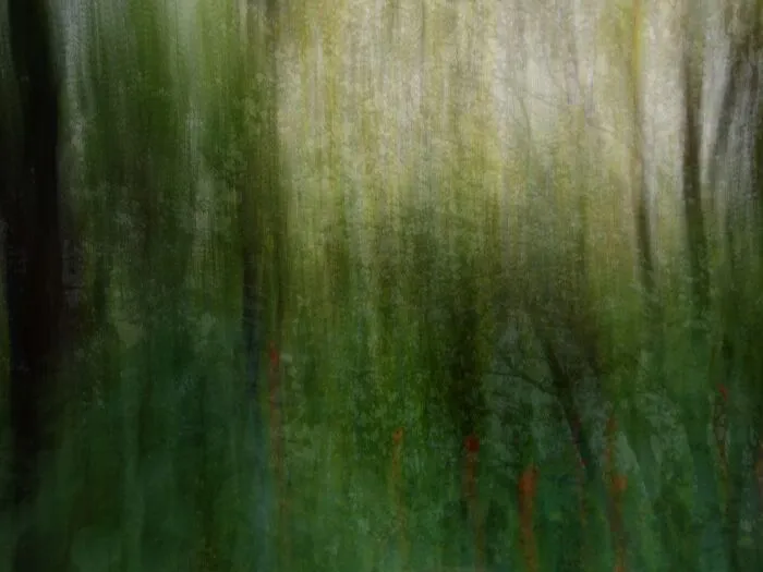 It Seems Like An Abstract Painting But It Is A Forest